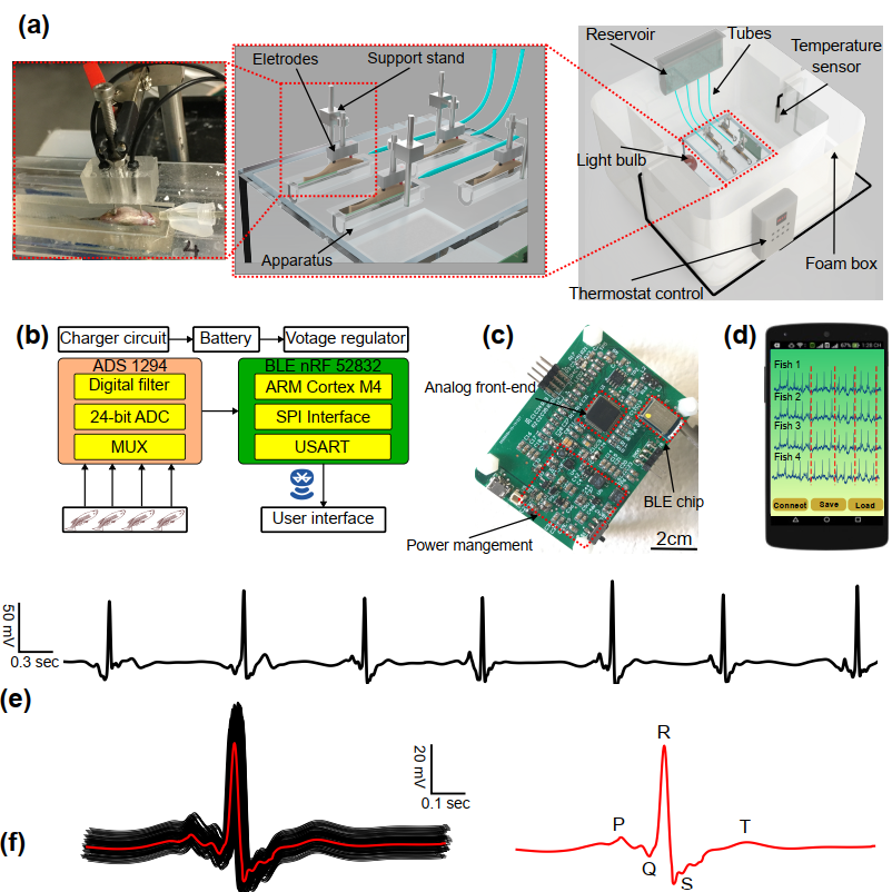 Zebrafish ECG recording system